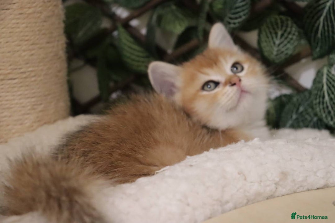 British Shorthair cats for sale: Stunning Champion Bloodlines kittens  - Advert 18