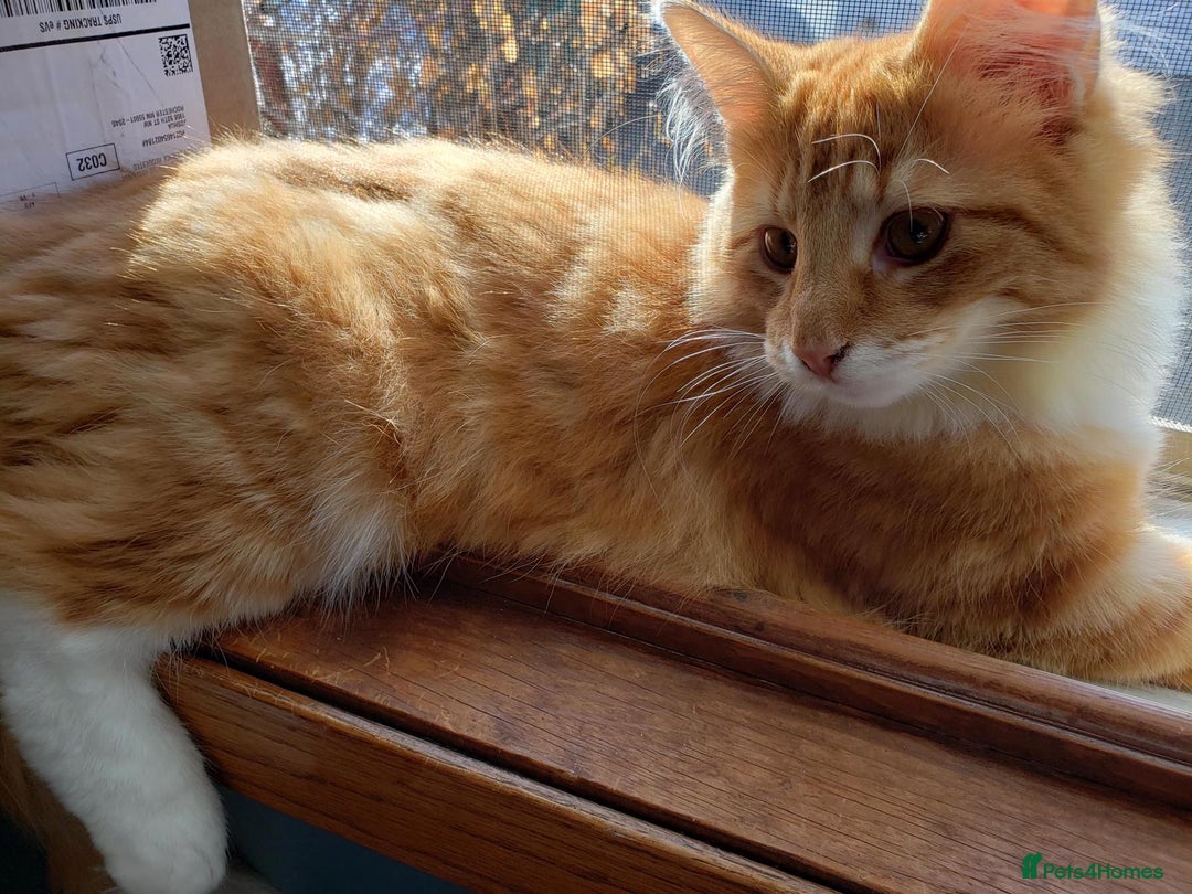 Bengal cats for sale: 2 x Beautiful Ginger - bengal mix - Advert 9