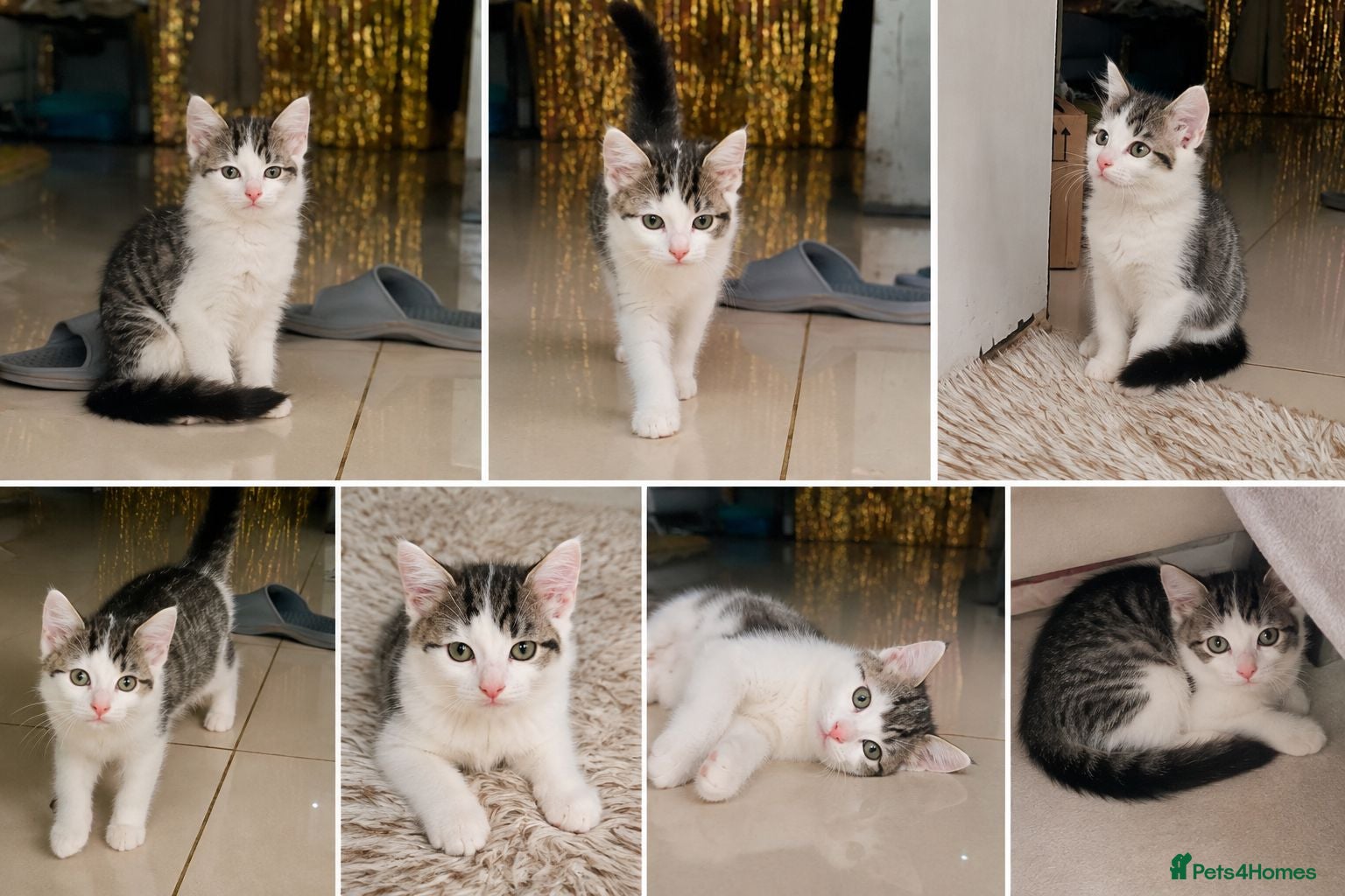 Mixed Breed cats  ** s  - Advert 1