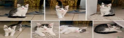 Mixed Breed cats for sale:  ** s  in London - Advert 1