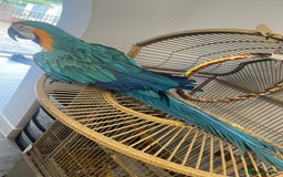 Macaws birds for sale: Green and Blue Macaw and Green Wing Macaw for Sale - Image 5