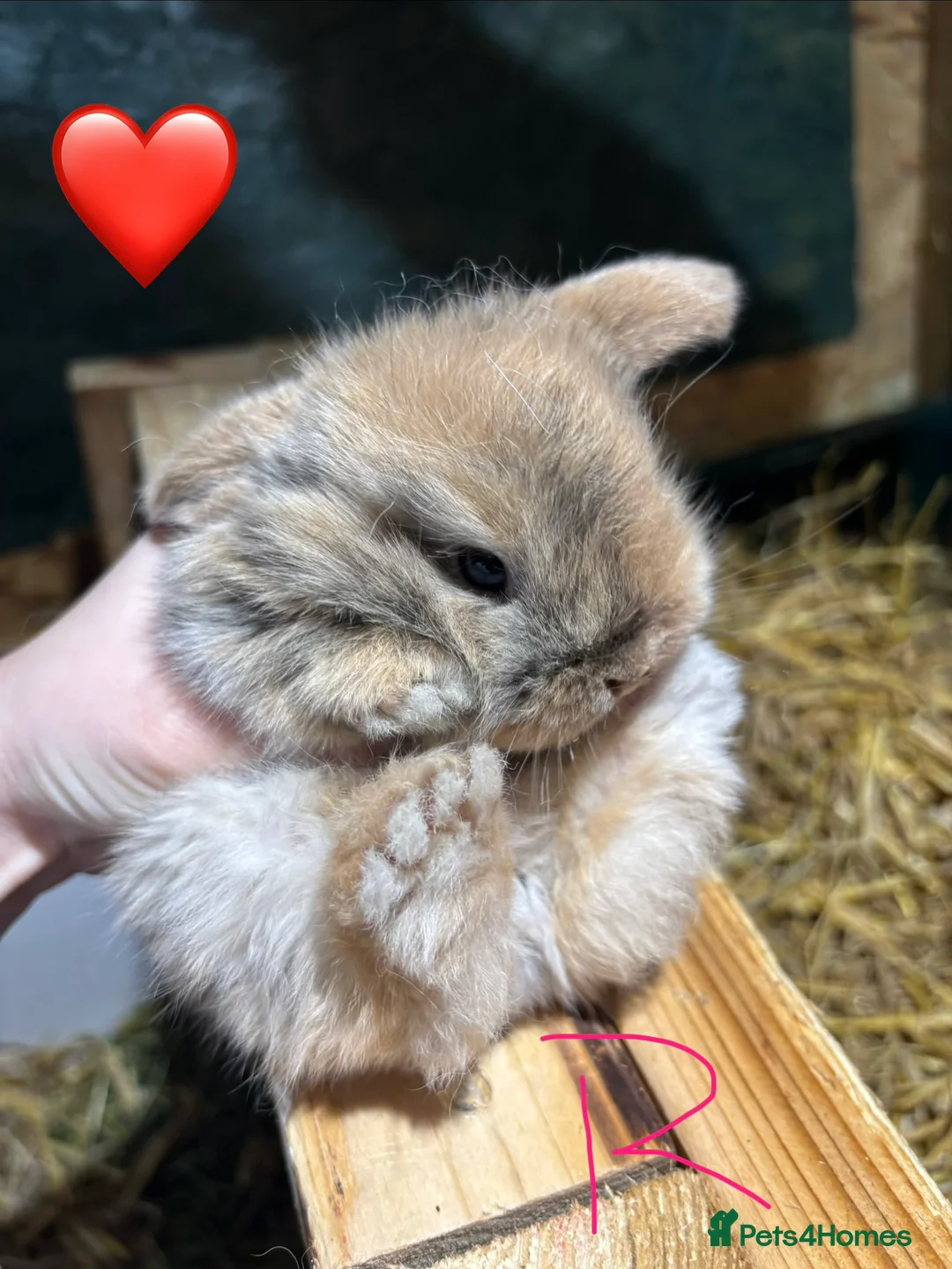 Mini Lop rabbits for sale: 🐰Adorable Mini Lops Kits🐰 - Advert 1