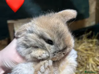 Mini Lop rabbits 🐰Adorable Mini Lops Kits🐰 - Advert 11