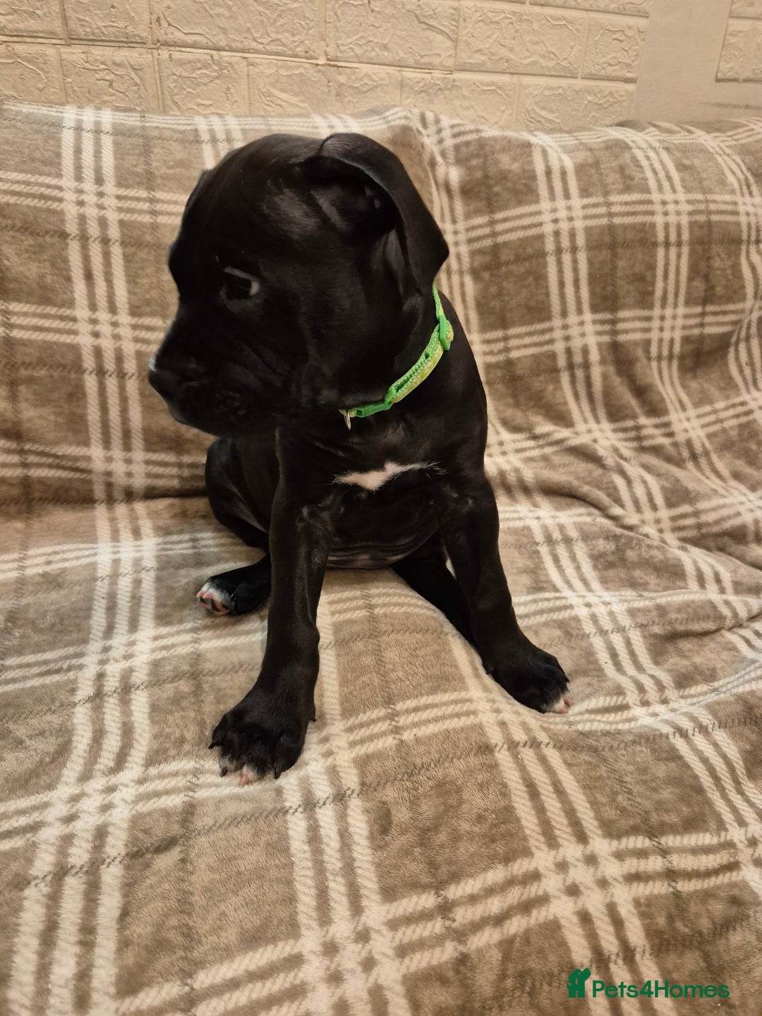 Mixed Breed dogs for sale: Bullmastiff x puppies 🐶  - Advert 21