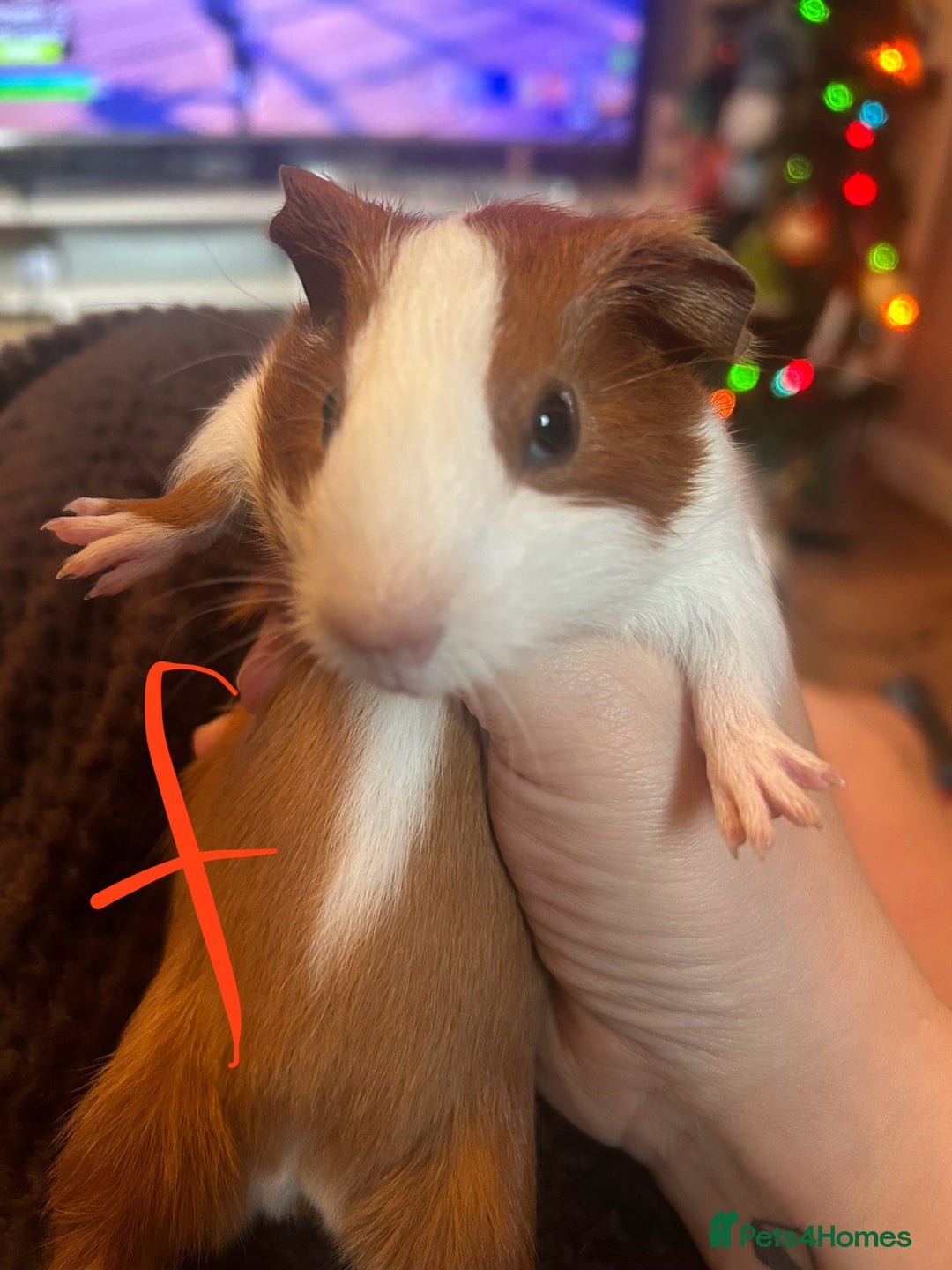 Guinea Pig rodents for sale: Litter of Guinea Pigs  - Advert 8