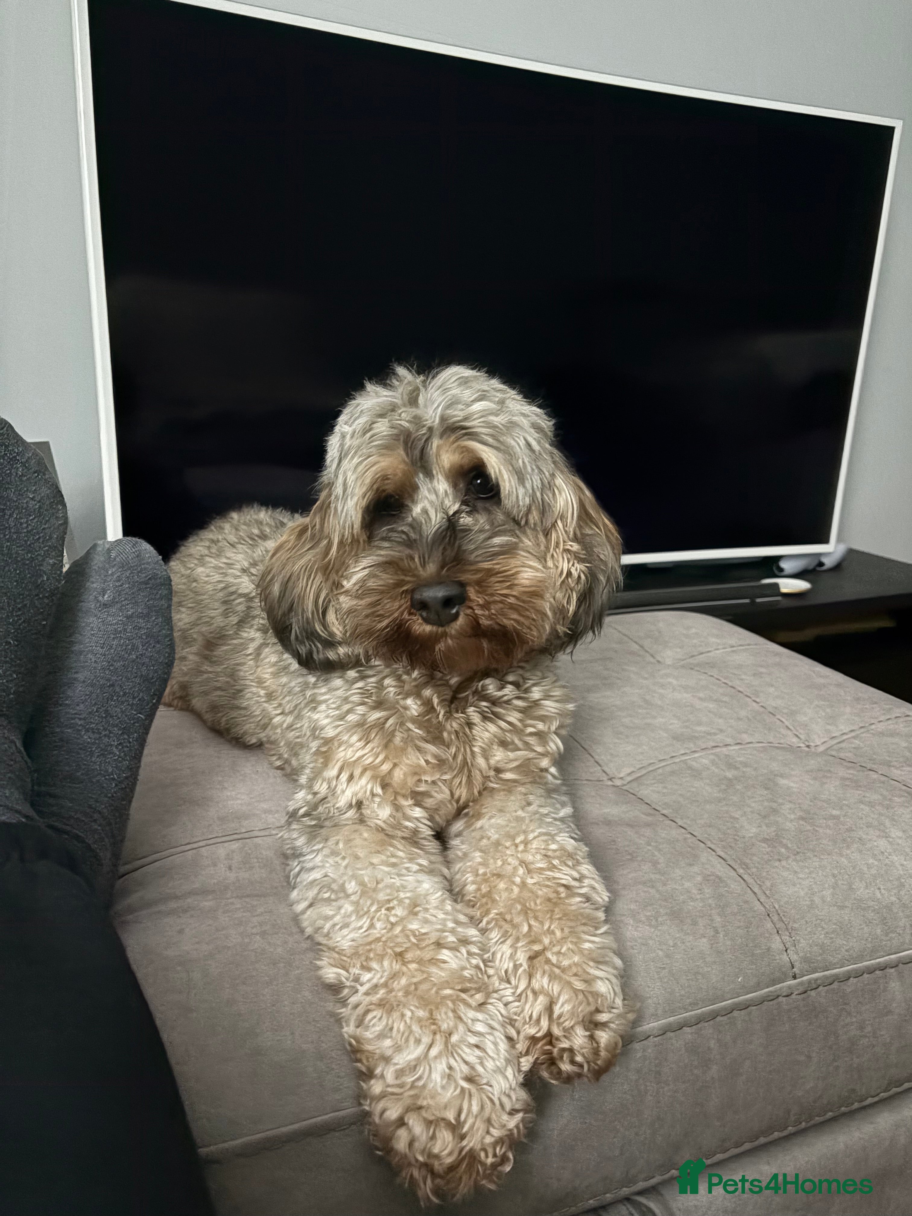 Cockapoo dogs Bailey the cockapoo  - Advert 5