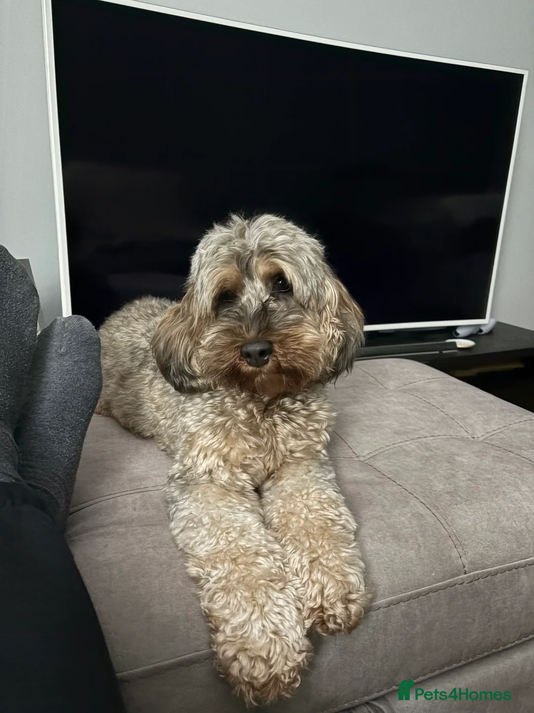 Cockapoo dogs for sale: Bailey the cockapoo  - Advert 1