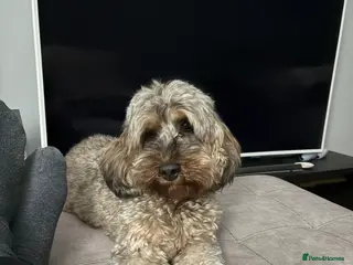 Cockapoo dogs Bailey the cockapoo - Advert 5