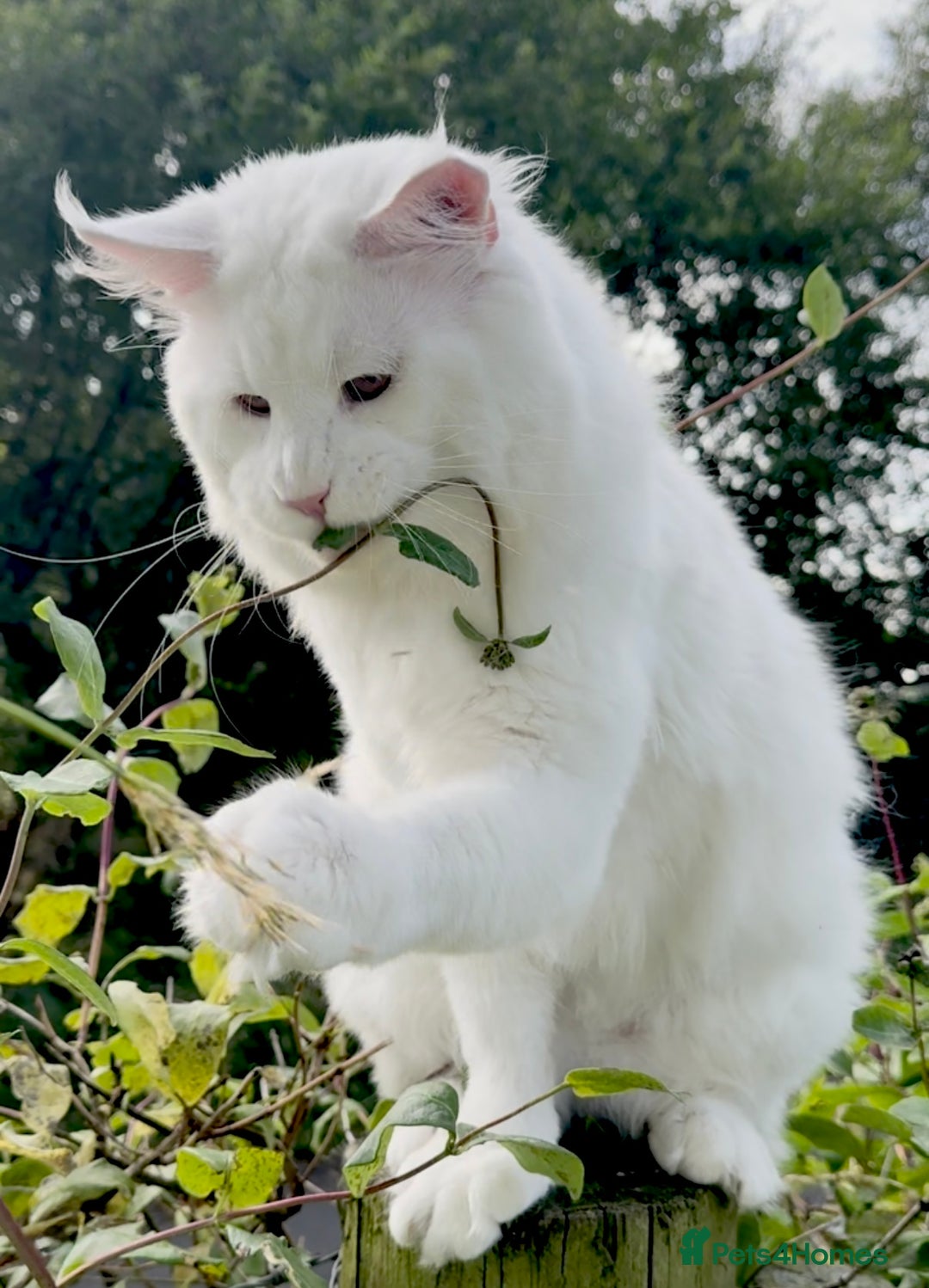 Maine Coon cats for sale: ANDERPRIDE HAVE KITTENS- INTEREST  OPEN  - Image 22