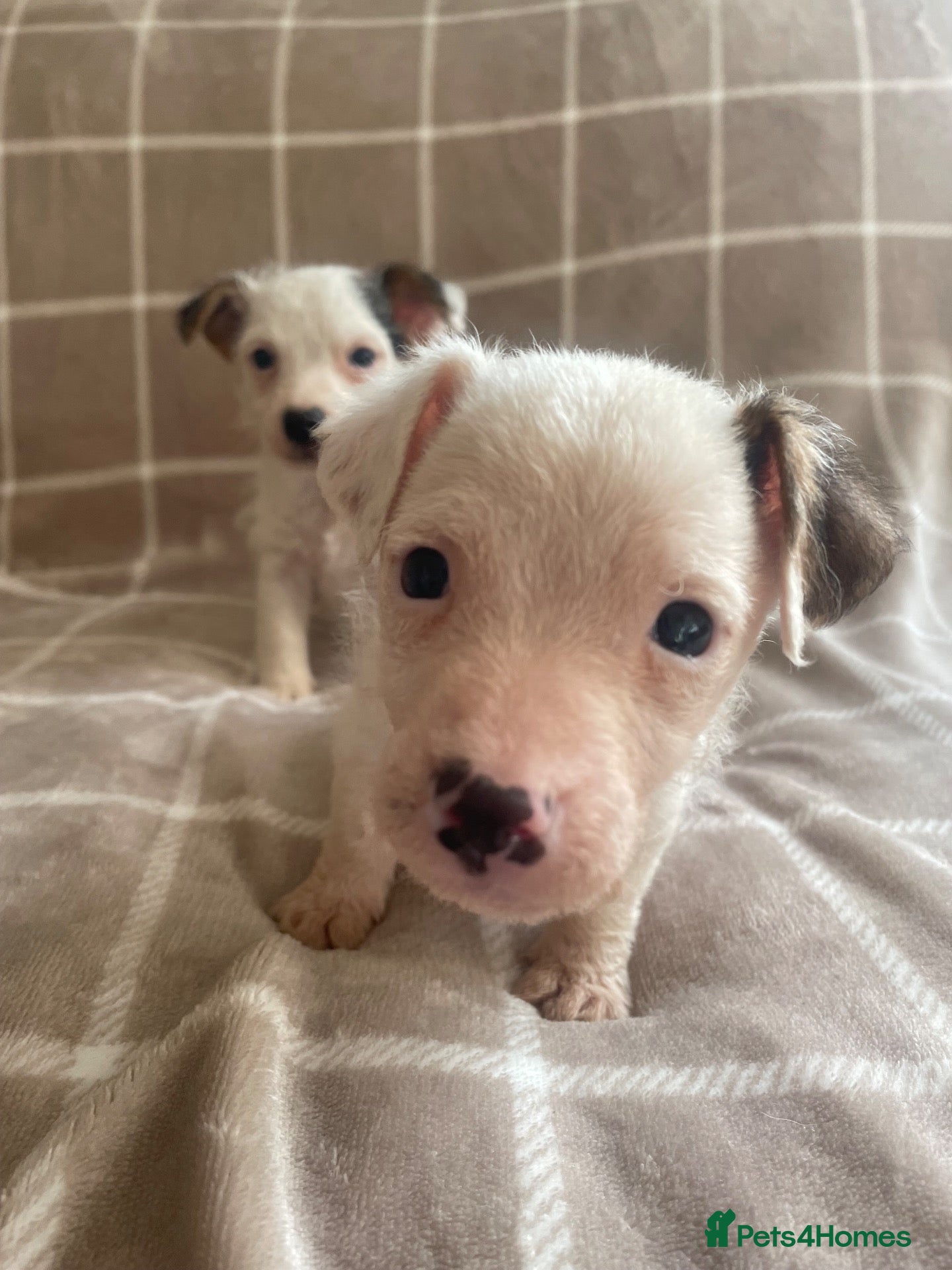 Jack Russell dogs Long haired Miniature Jack Russell puppies - Advert 2