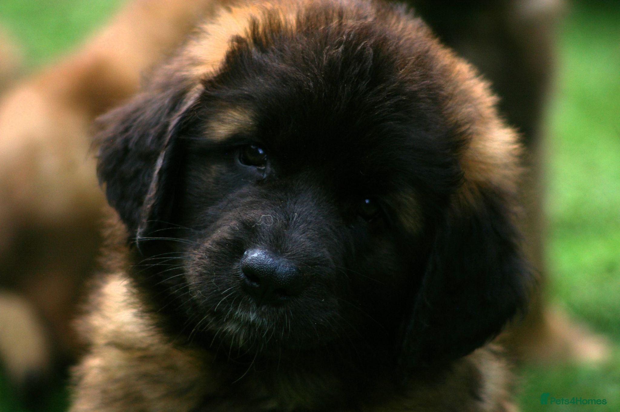 Leonberger dogs Leonberger Puppies - Advert 1
