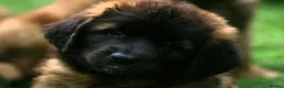 Leonberger dogs for sale: Leonberger Puppies - Advert 2