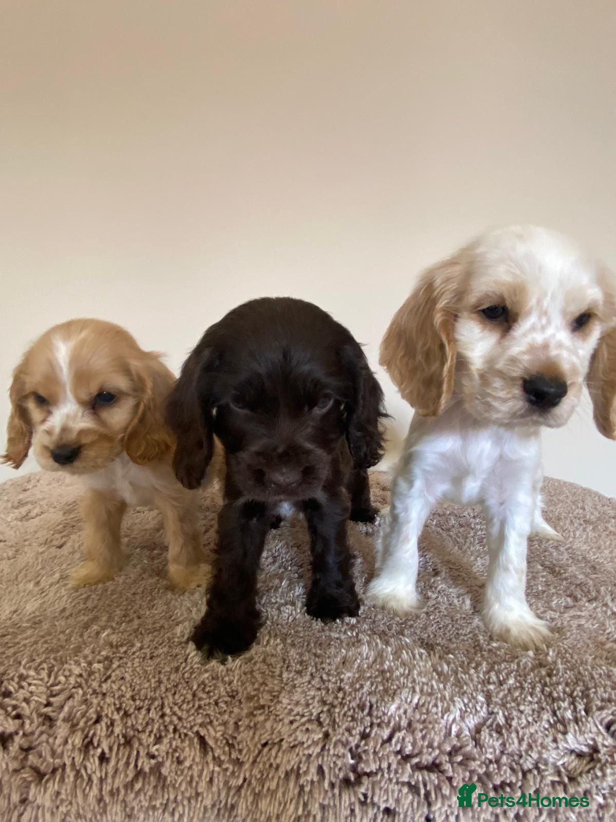 Cocker Spaniel dogs Kc registered show type spaniels  - Advert 2