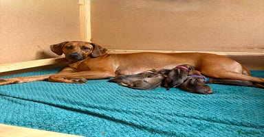 Rhodesian Ridgeback dogs - Advert 12