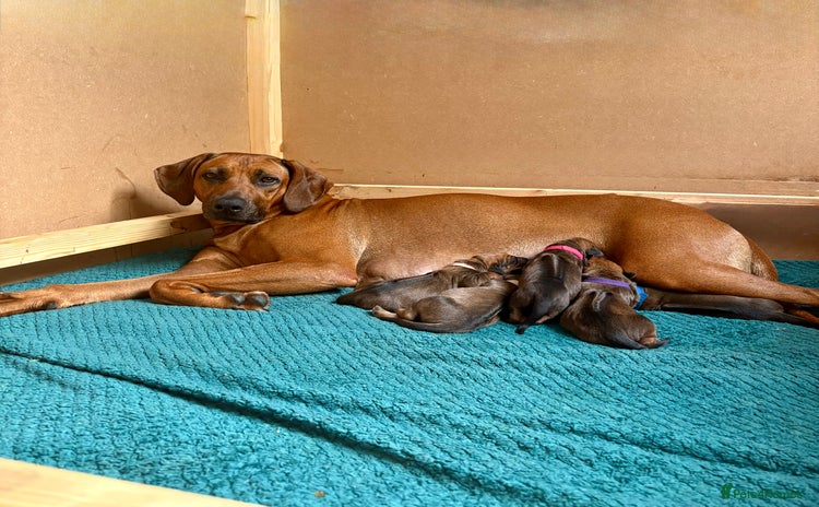 Rhodesian Ridgeback dogs - Advert 1
