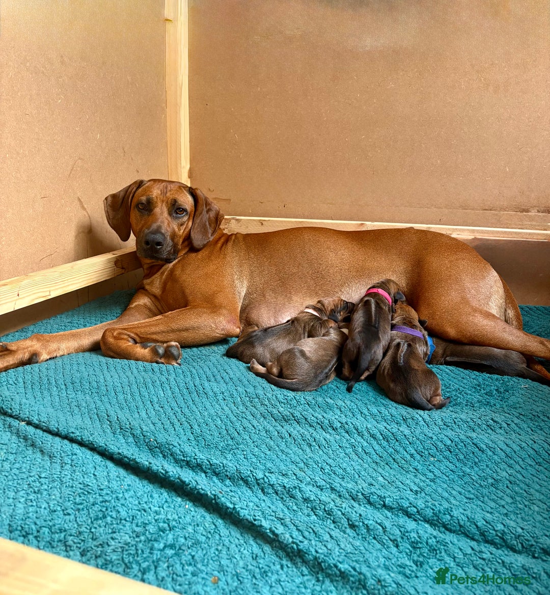 Rhodesian Ridgeback dogs for sale: Outstanding Rhodesian Ridgeback Puppies 🦁 - Image 1