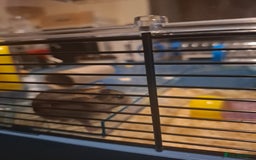 Hamster rodents for sale: Hamster  - Image 3