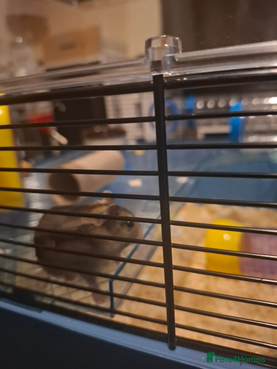 Hamster rodents for sale: Hamster  - Image 3