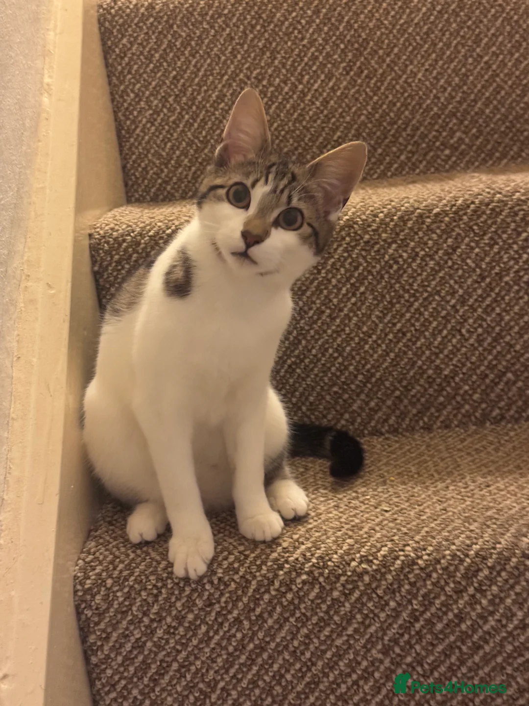 Mixed Breed cats for sale: Cute and cuddly kitten in Stoke-on-Trent - Advert 1