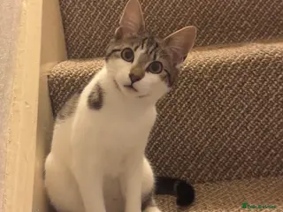 Mixed Breed cats Cute and cuddly kitten in Stoke-on-Trent - Advert 1