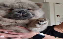 Chow Chow dogs for sale:  KC registered Chow Chow puppies for sale.🤗 - Image 8