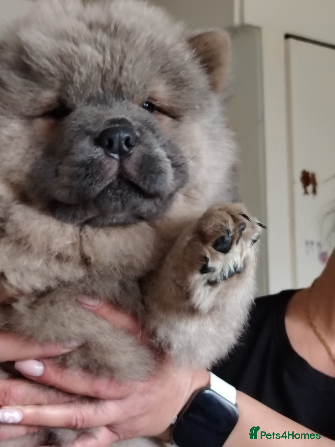 Chow Chow dogs for sale:  KC registered Chow Chow puppies for sale.🤗 - Image 8