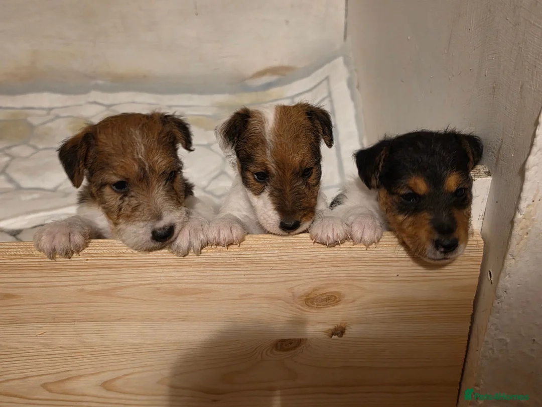 Fox Terrier dogs for sale: Fox terrier puppies  in Wimborne - Advert 5