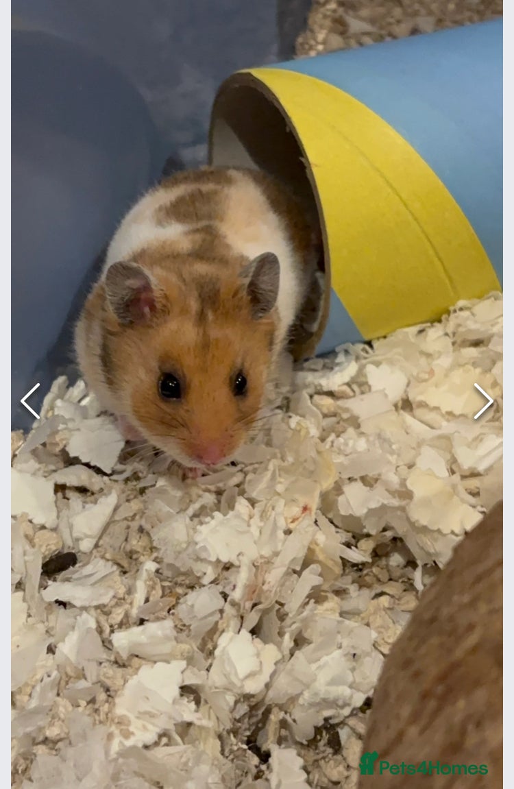 Hamster rodents Syrian Hamsters, Young and Friendly - Advert 2
