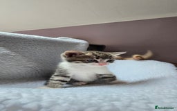 Mixed Breed cats for sale: Adorable Tabby Kittens 🐾 - Image 7