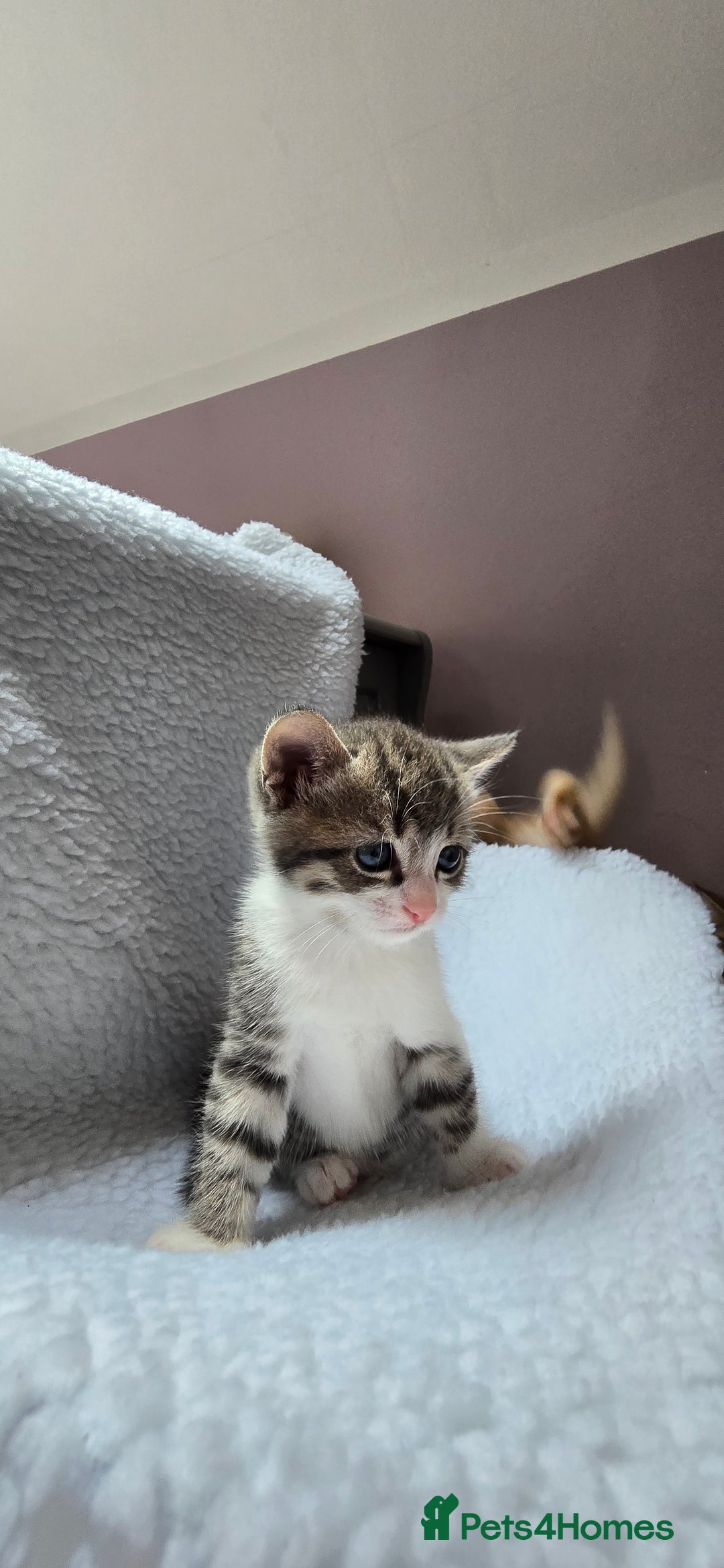 Mixed Breed cats for sale: Adorable Tabby Kittens 🐾 - Image 7