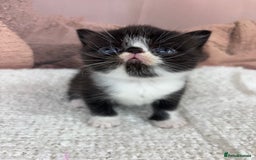 Exotic cats for sale: ⭐️ Exotic kittens 1 male 2 female ⭐️ - Image 9