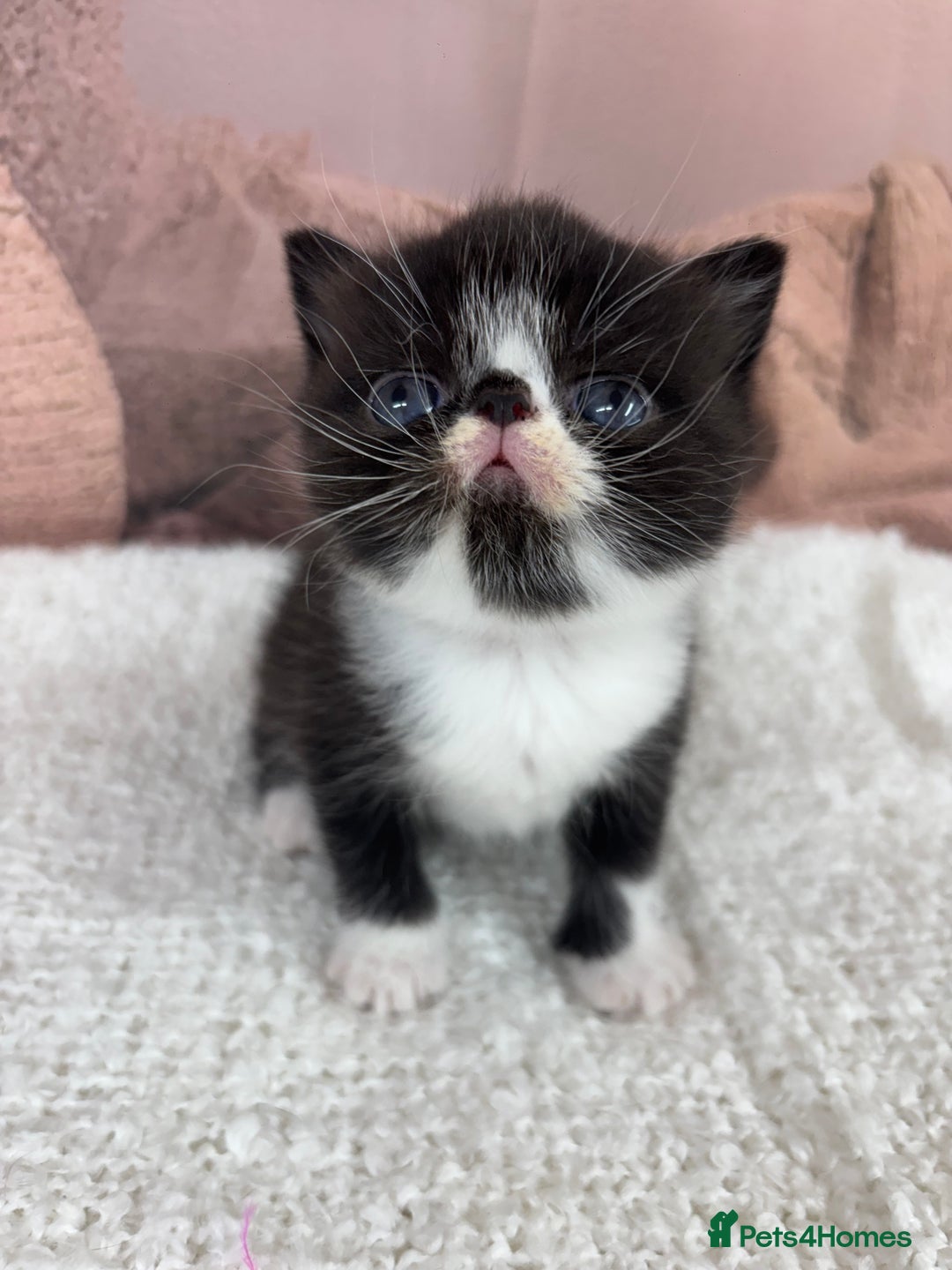 Exotic cats for sale: ⭐️ Exotic kittens 1 male 2 female ⭐️ - Image 9