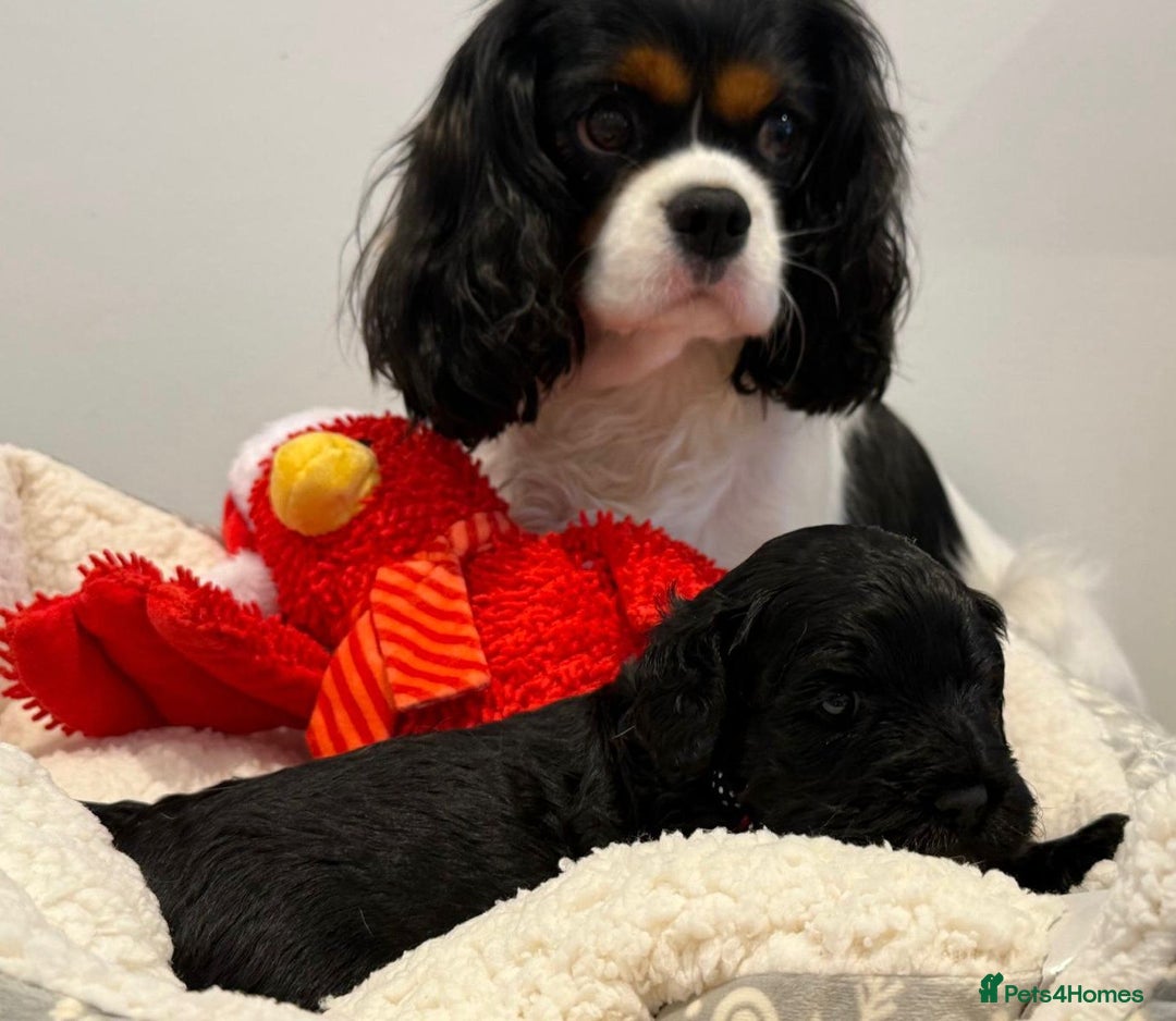 Cavapoo dogs for sale: Black Cavapoo F1 girl available 🐾👸 - Advert 9