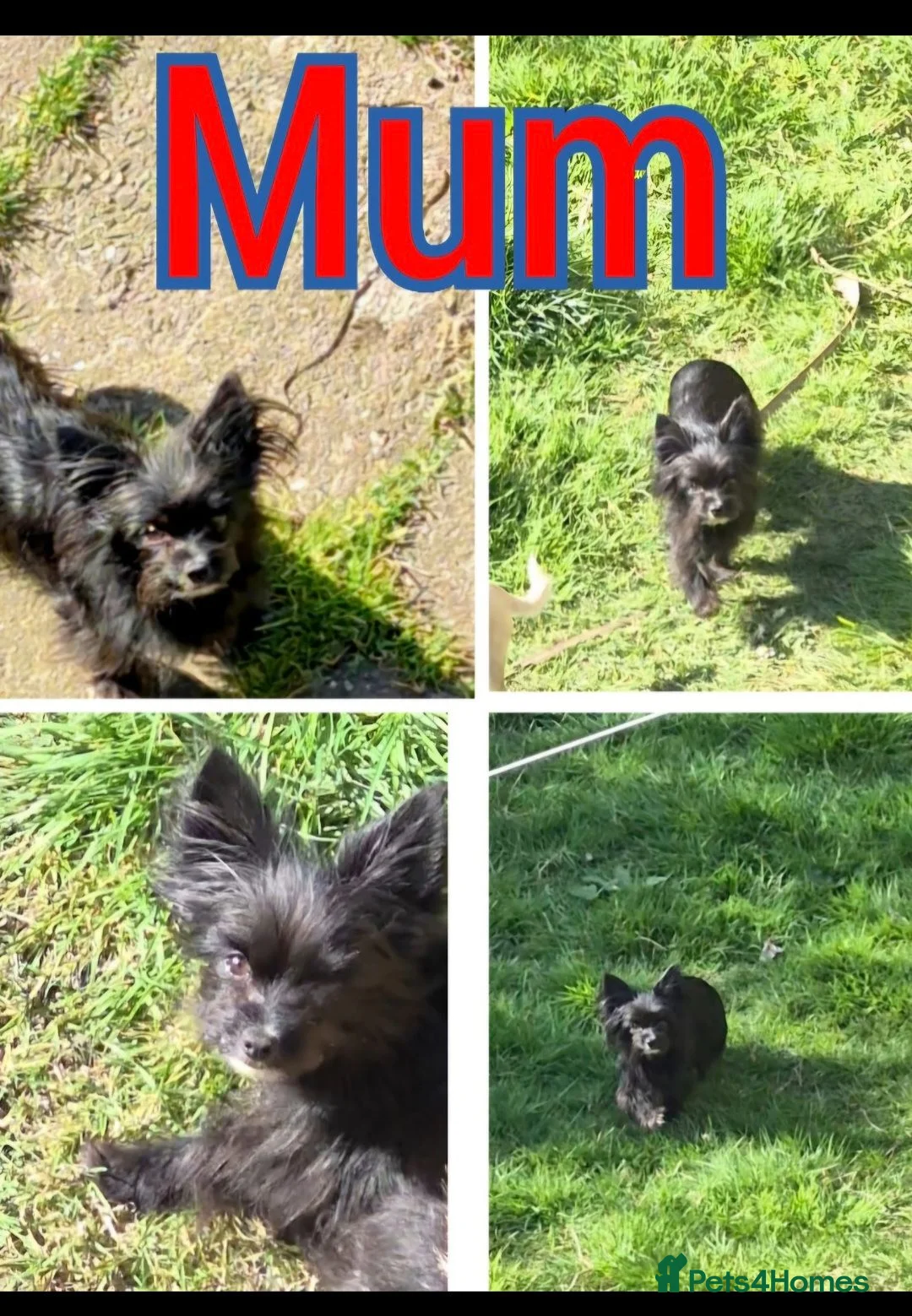 Chihuahua dogs for sale:  **  chihuahua puppies  in Cardiff - Advert 1