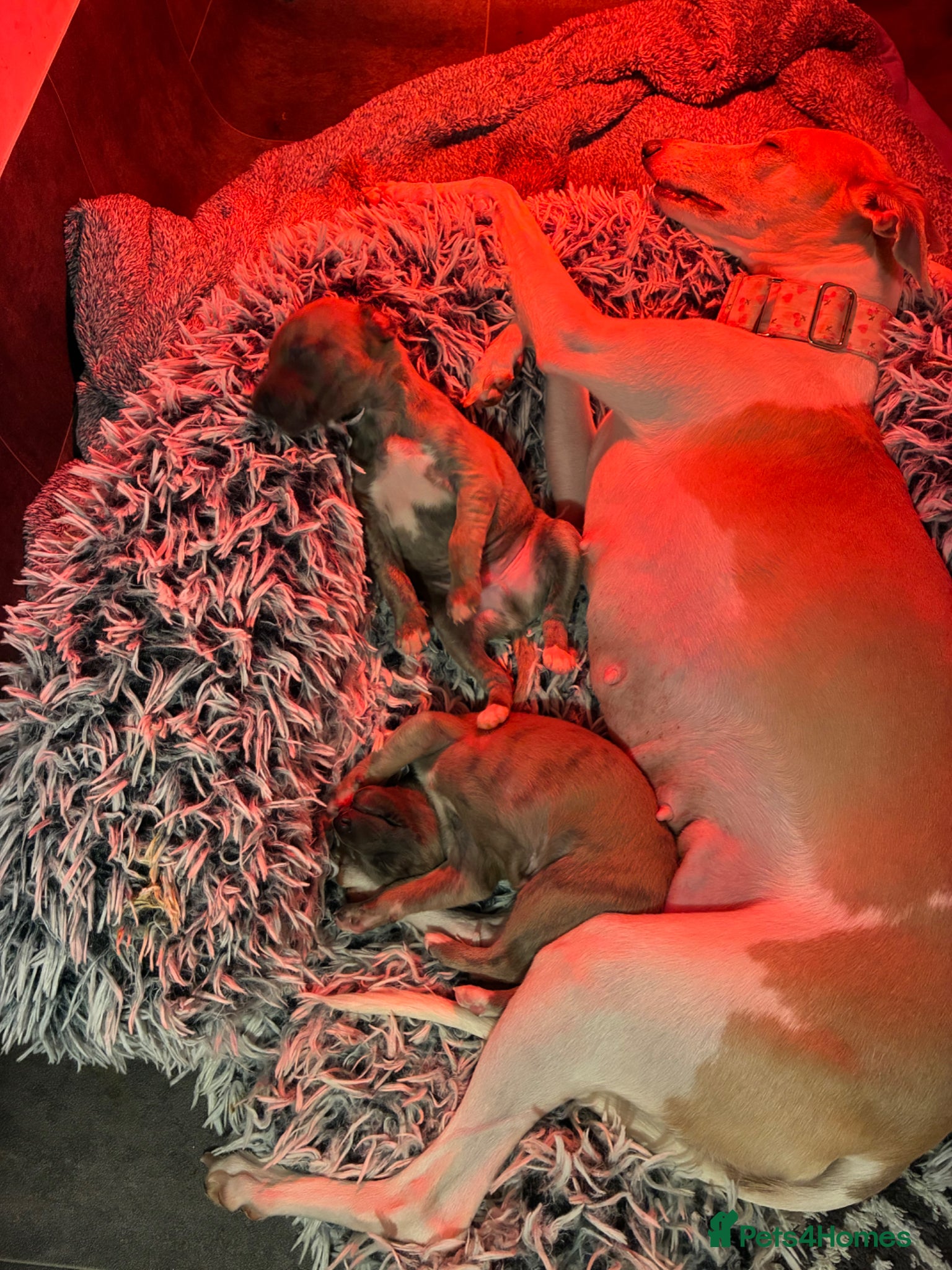 Whippet dogs KC reg Amazing whippet puppies READY NOW - Advert 5