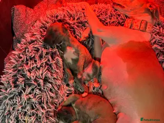 Whippet dogs KC reg Amazing whippet puppies READY NOW - Advert 5