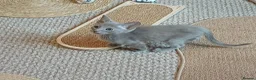 Oriental cats for sale: Fawn oriental kitten  - Advert 5