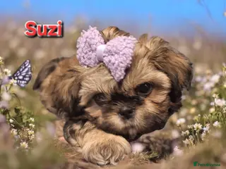 Shih Tzu dogs Beautiful Imperial Shih Tzus - Advert 13