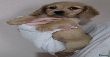 Miniature Dachshund dogs - Advert 3