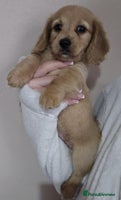Miniature Dachshund dogs - Advert 3