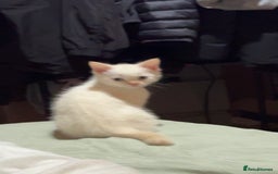Mixed Breed cats for sale: Two beautiful kittens  - Image 6