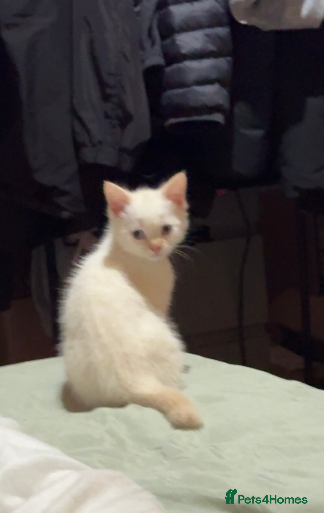 Mixed Breed cats for sale: Two beautiful kittens  - Image 6