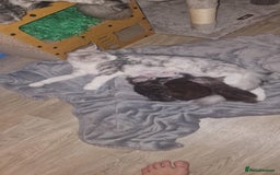 Maine Coon cats for sale: Xl Maine coon kittens  - Image 11