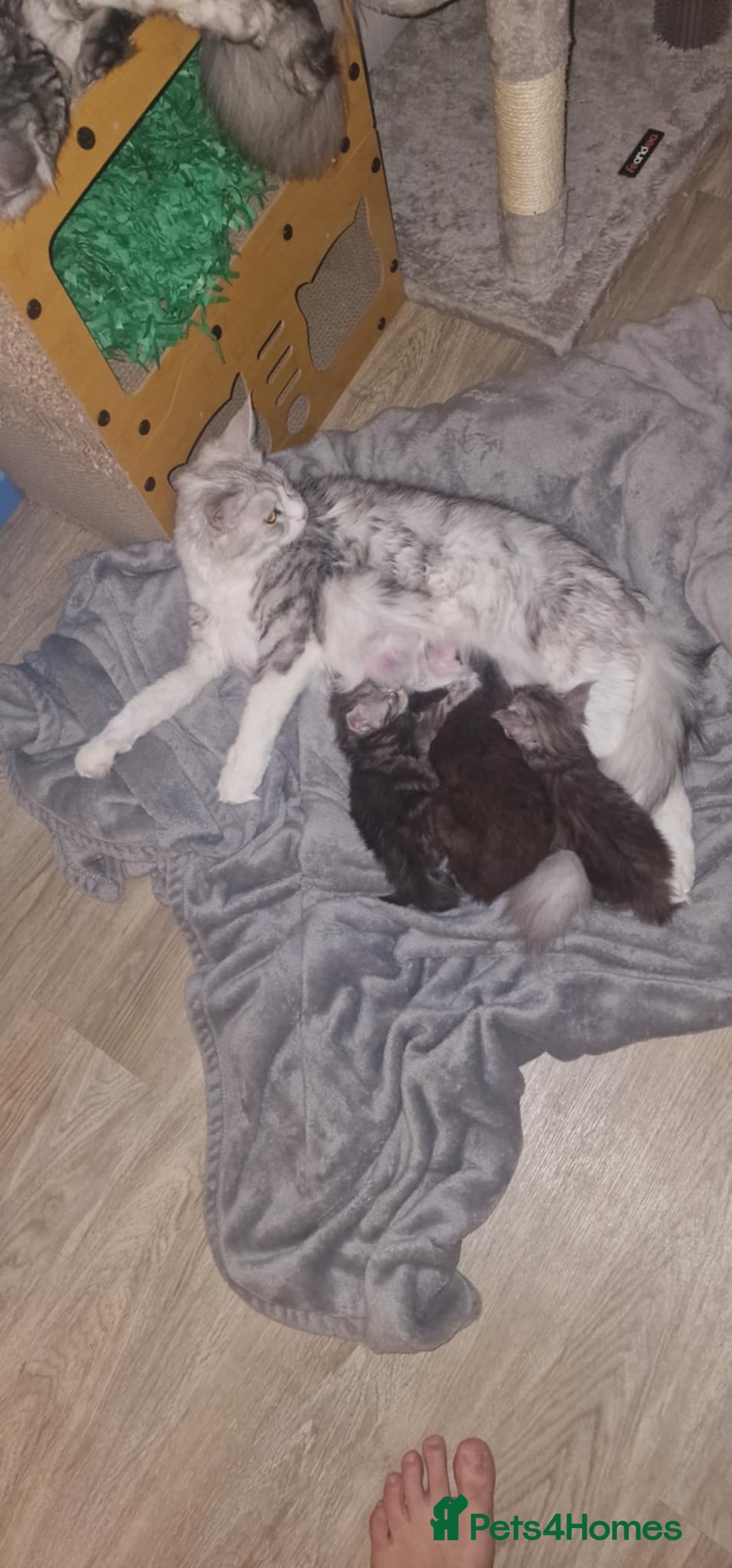 Maine Coon cats for sale: Xl Maine coon kittens  - Image 11