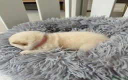 Japanese Shiba Inu dogs for sale: Japanese Shiba Inu puppies - Image 9