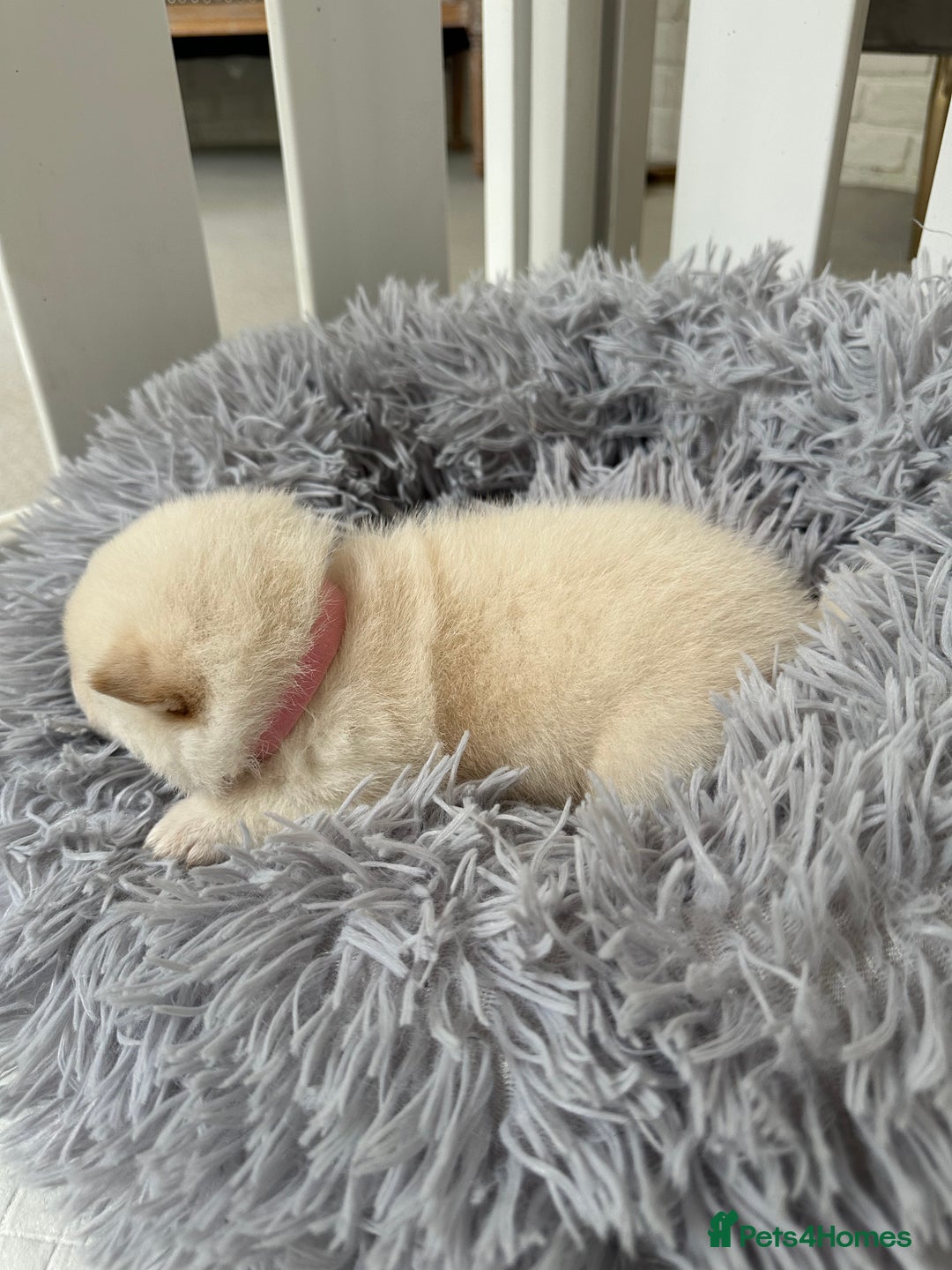 Japanese Shiba Inu dogs for sale: Japanese Shiba Inu puppies - Image 9