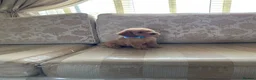 Toy Poodle dogs for sale: TOY POODLE GIRLS AND BOYS READ NOW  - Advert 3