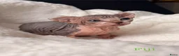 Sphynx cats for sale: ✨ tiny Canadian Sphynx elves ✨ - Advert 22