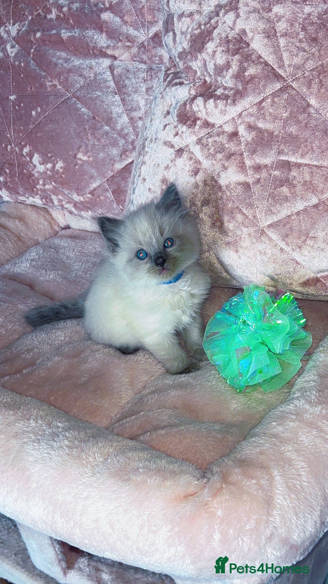 Ragdoll cats for sale: 🌸pedigree Ragdoll babies, reduced🌸 - Image 18