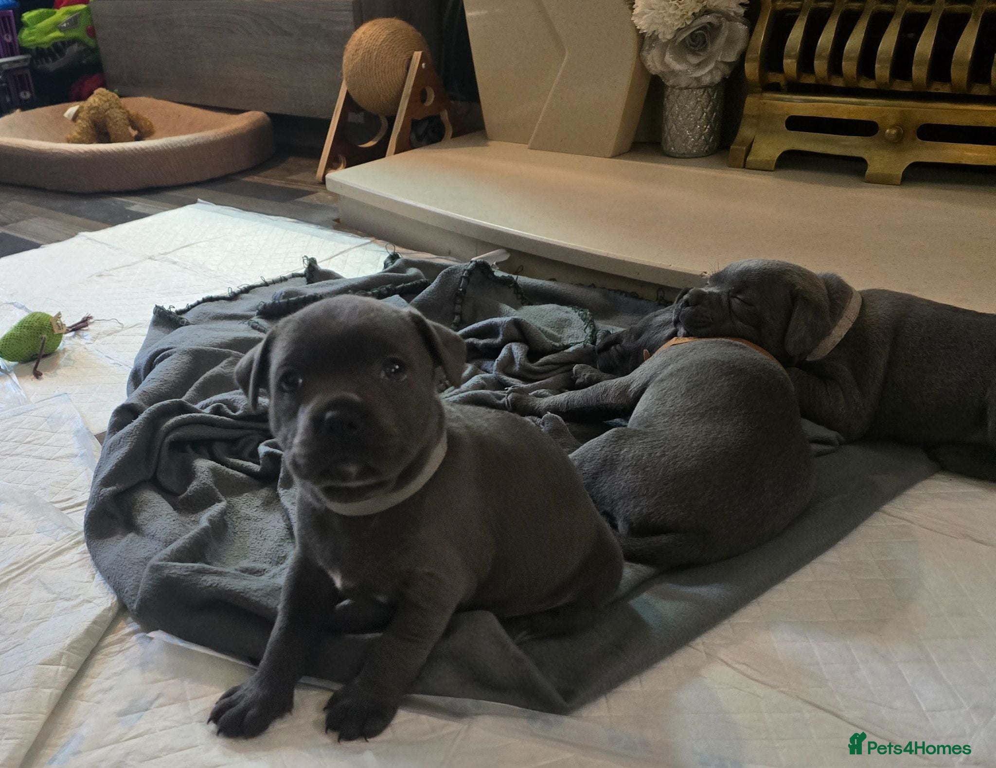 Staffordshire Bull Terrier dogs Stunning KC reg SBT BLUE PUPS - Advert 1